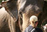 Dschungneltour mit den Errrani Elephants