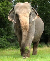 Errani Elephants / Dschungeltour